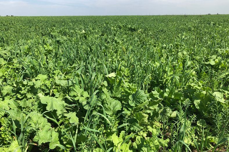 Summer Cover Crops - Nutrient Builder