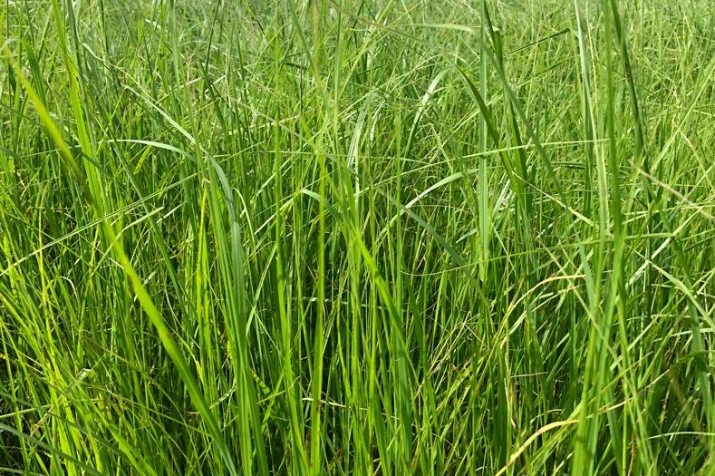 Teff Grass