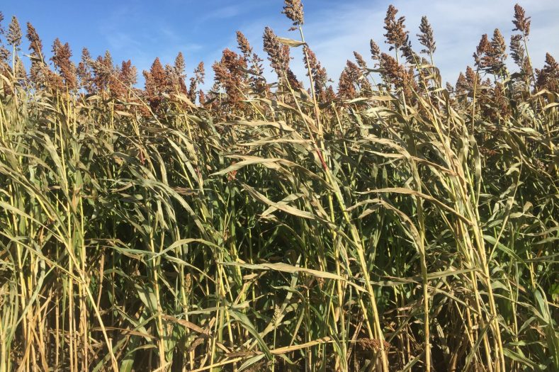 Forage Sorghum Seed for Sale - Bunker Buster