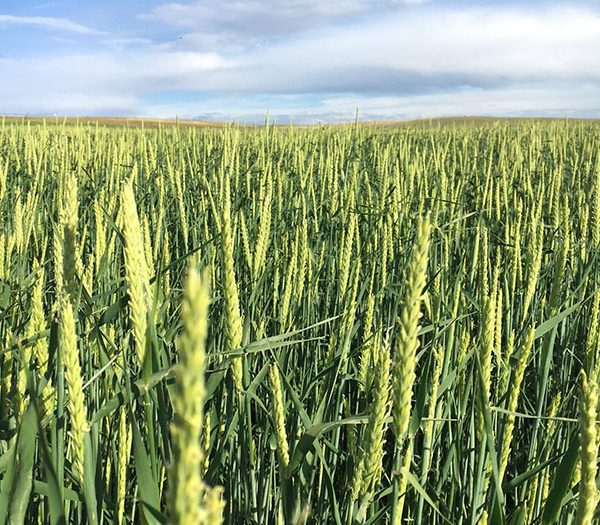 Barley Seed - Forage Barley