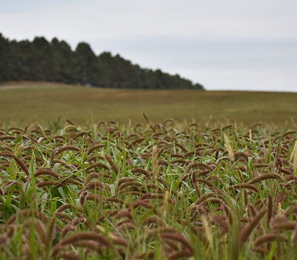 German Millet Seed for Grass & Hay - Millborn Seeds