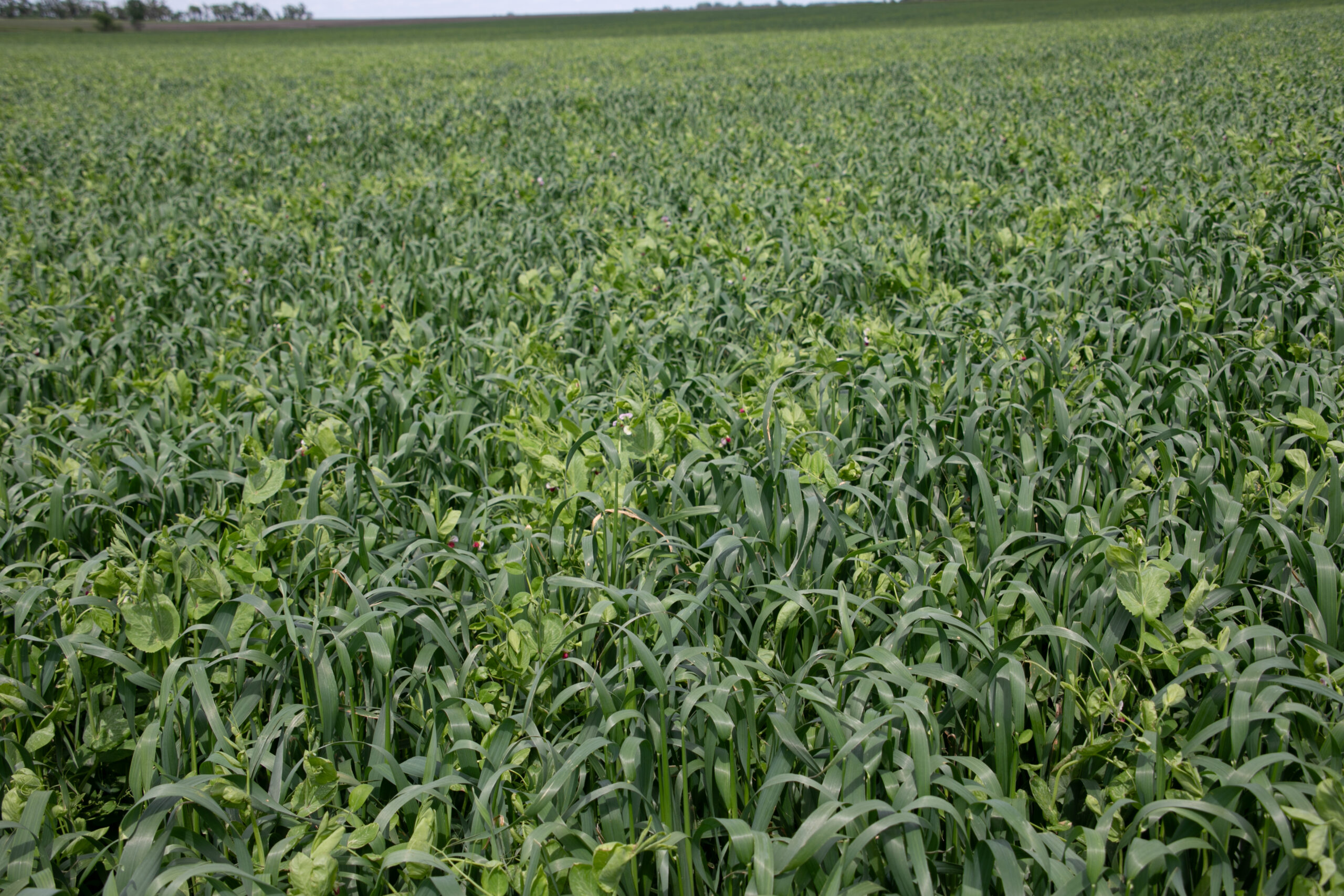 Pea and Oat Seed Mix for Cool Season Forage | Renovo Seed