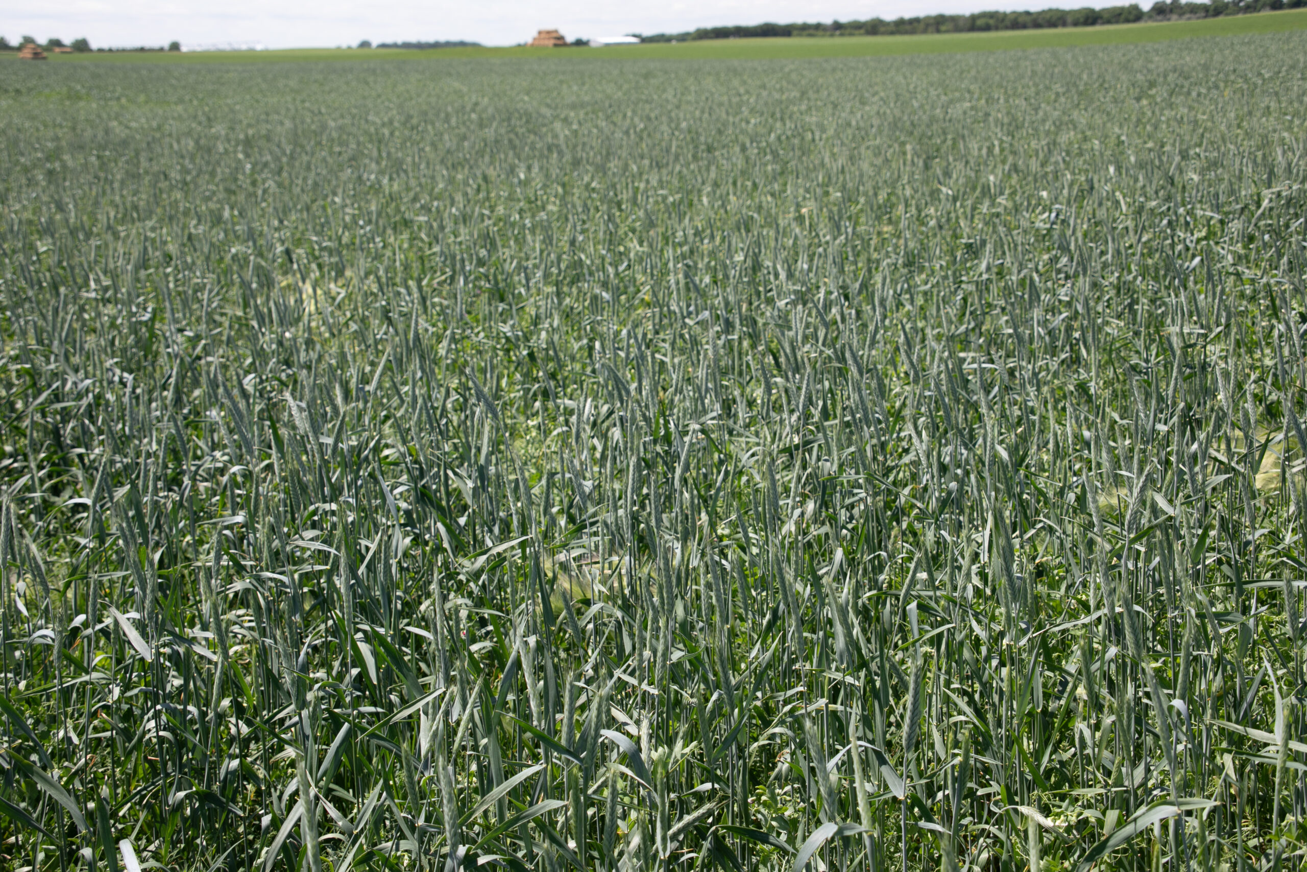 Forage Peas for Sale - Pea/Triticale - Renovo Seed