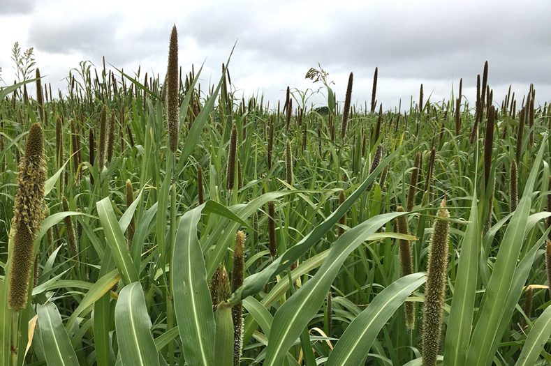 Pearl Millet Seed