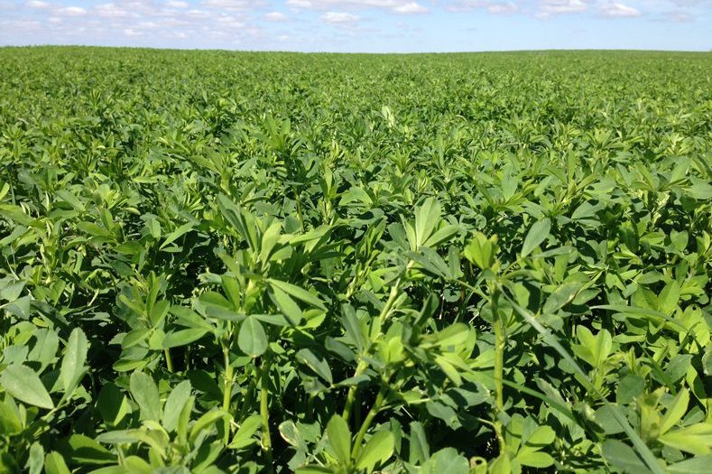 Prime Cut Alfalfa Seed