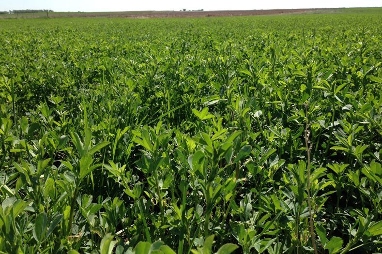 Alfalfa Hay Seeds for Sale