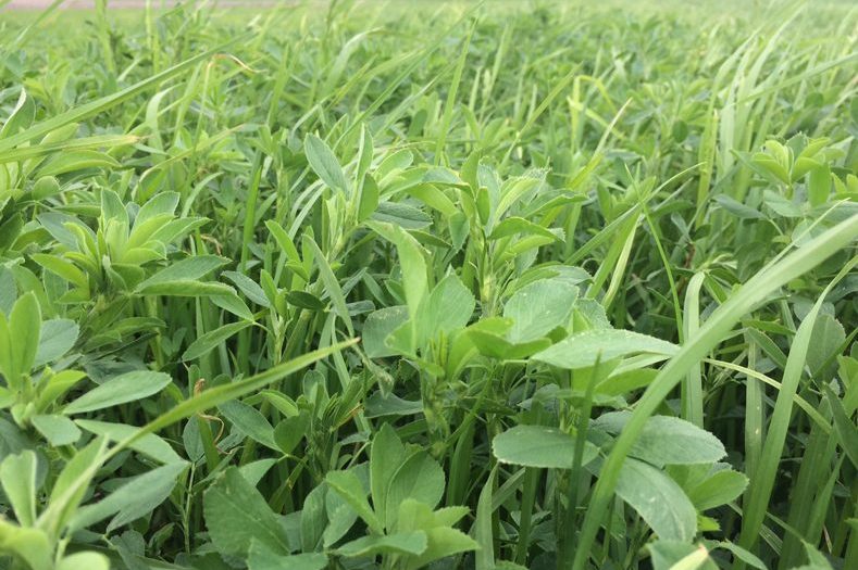 Alfalfa Grass Mix Seed - The Stockman