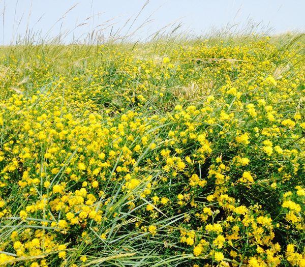 Alfalfa Seed for Sale