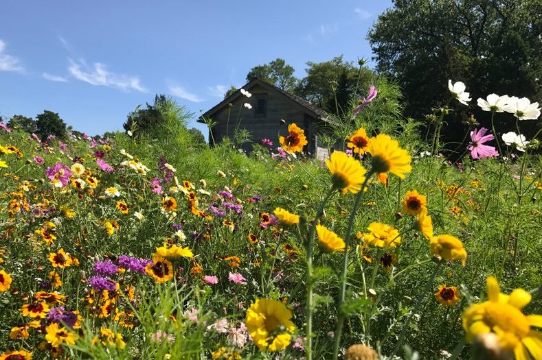 Native Prairie Seed Mix - Prairie Flower Medley Mix™