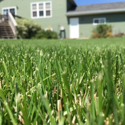 Lawn Grass Seeds - Quality Sun & Shade