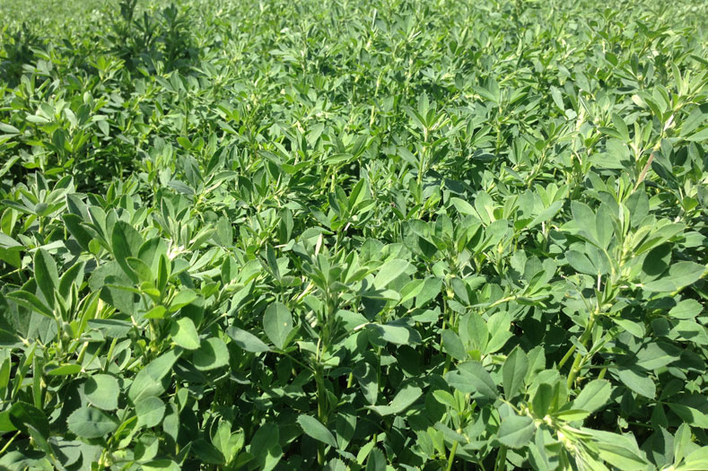 Roundup Ready Alfalfa Seed