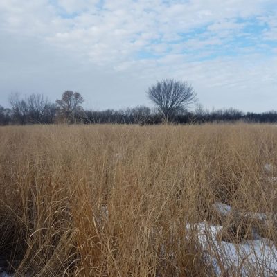 Switchgrass