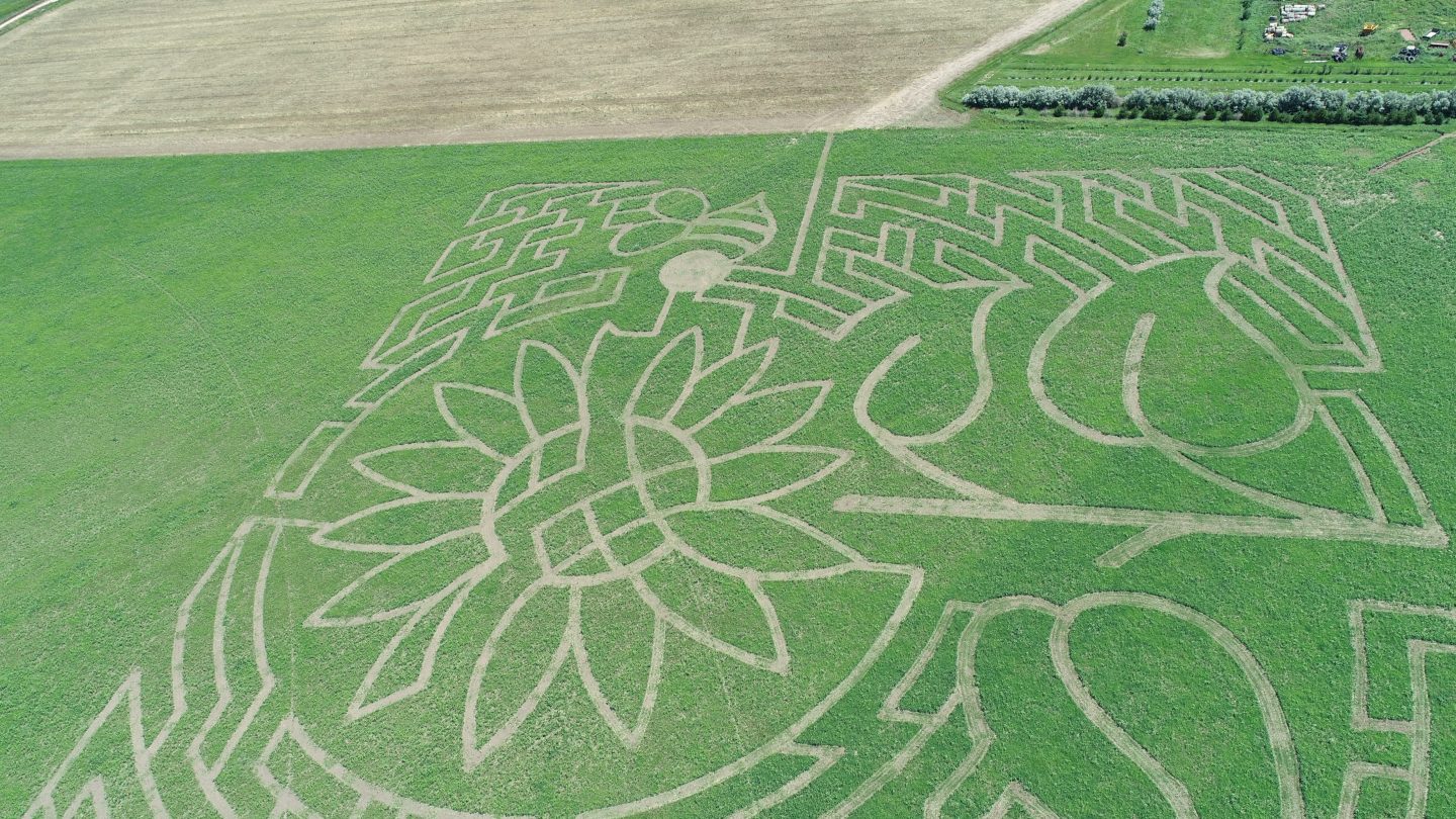 corn maze