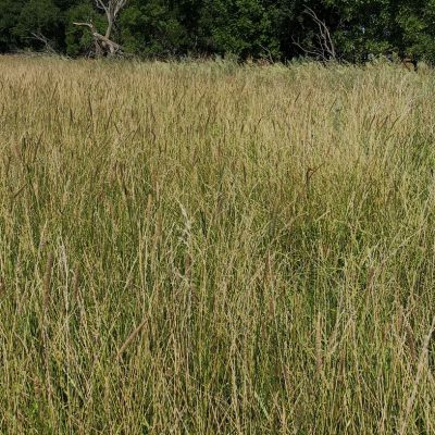 Hay & Pasture