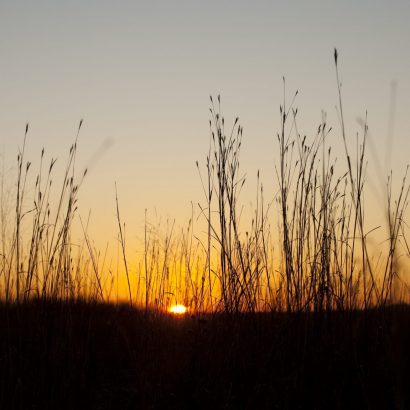 Diversity: Maximize your Conservation Acres