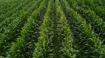 Improving Soil Health with Wide-Row Corn