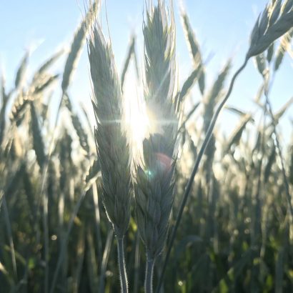 Double Cropping Begins with Cool Season Forages