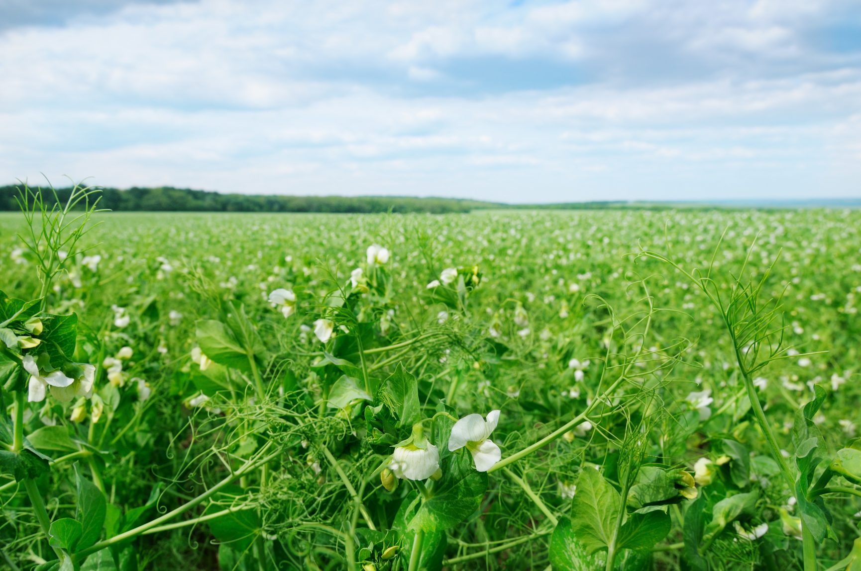 Forage Peas - Renovo Seed