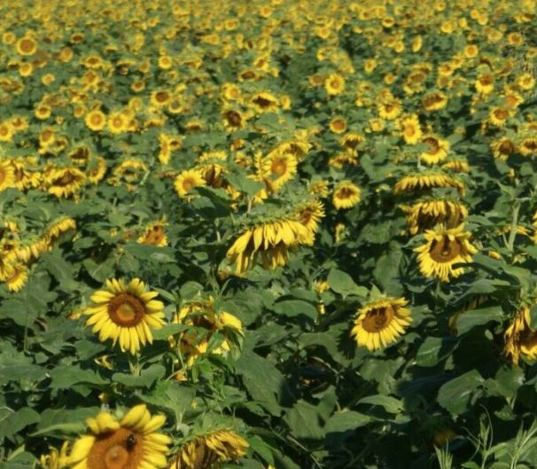 Peredovik Sunflower Dove Food Source Renovo Seed