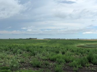 First Year Management of Native Seedings