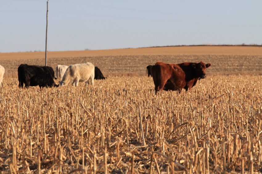 InSeason Tactics to Lower Feed Costs Renovo Seed