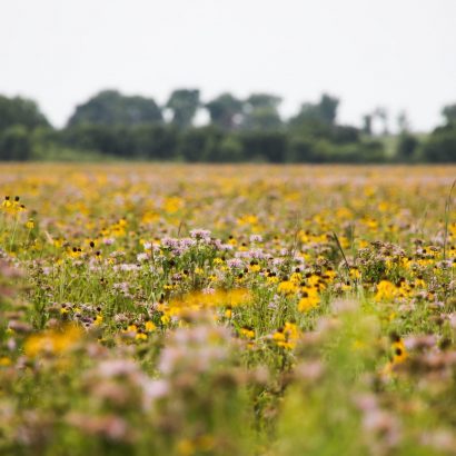 How to Establish & Interseed Wildflowers