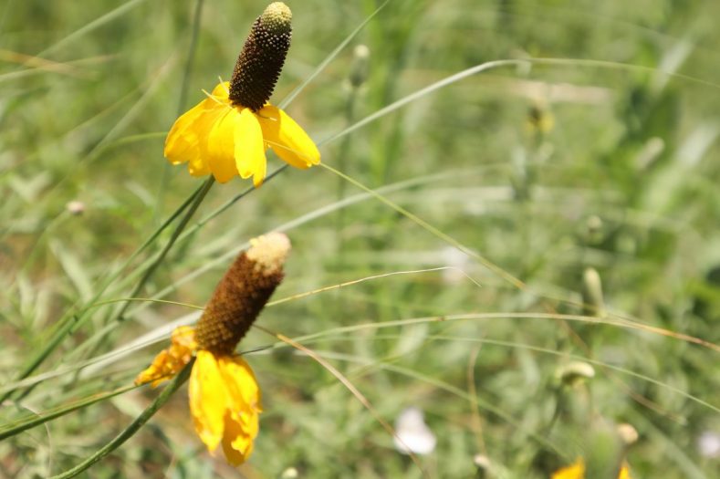 Prairie Coneflower