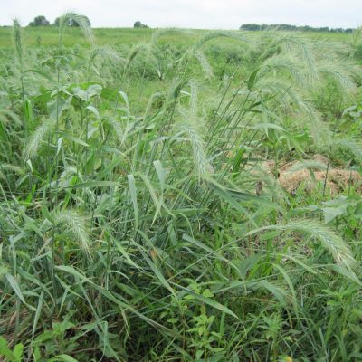 Canada Wildrye - Elymus canadensis