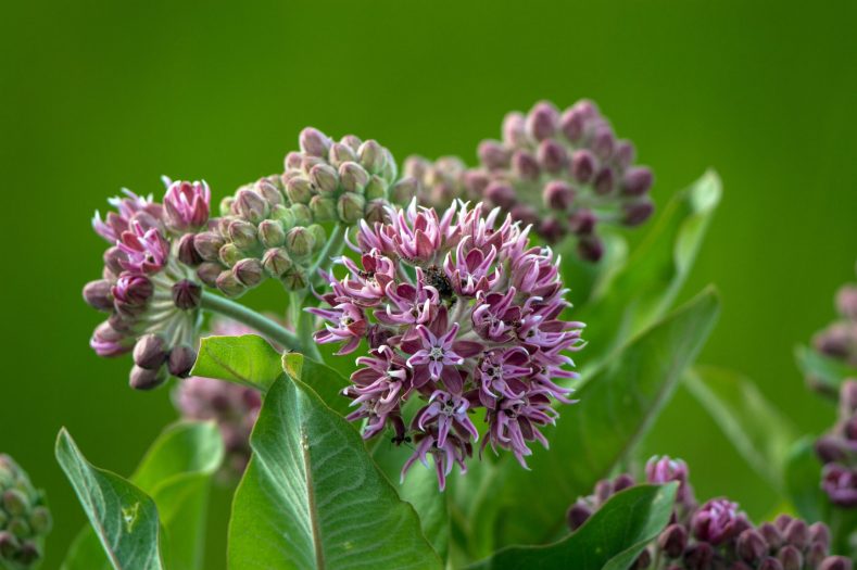 Common milkweed