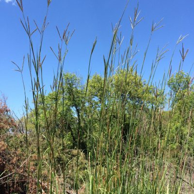 Big Bluestem - Andropogon gerardii