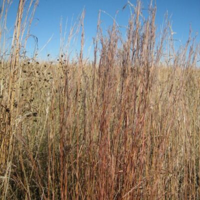 Little Bluestem - Schizachyrium scoparium