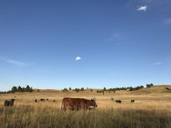 Let Your Grass Rest! Improve Your Stands with Rotational Grazing.