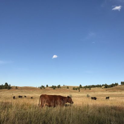 Let Your Grass Rest! Improve Your Stands with Rotational Grazing.