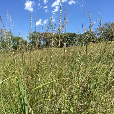 Sideoats Grama - Bouteloua curtipendula