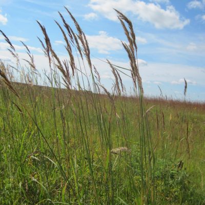 Indiangrass - Sorghastrum nutans