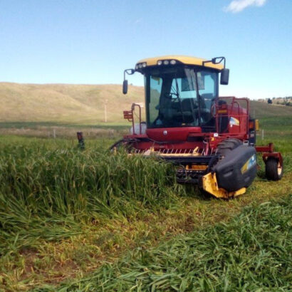 Nitrates & Prussic Acid in Annual Forages