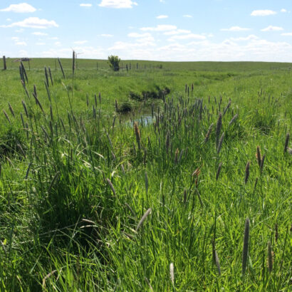 Reseeding Pothole Acres for More Forage Opportunity