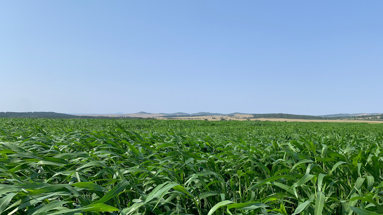 Sorghum Field