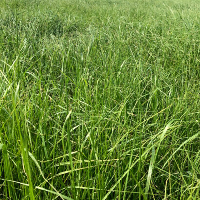 Teff Grass: Why all the Hype?