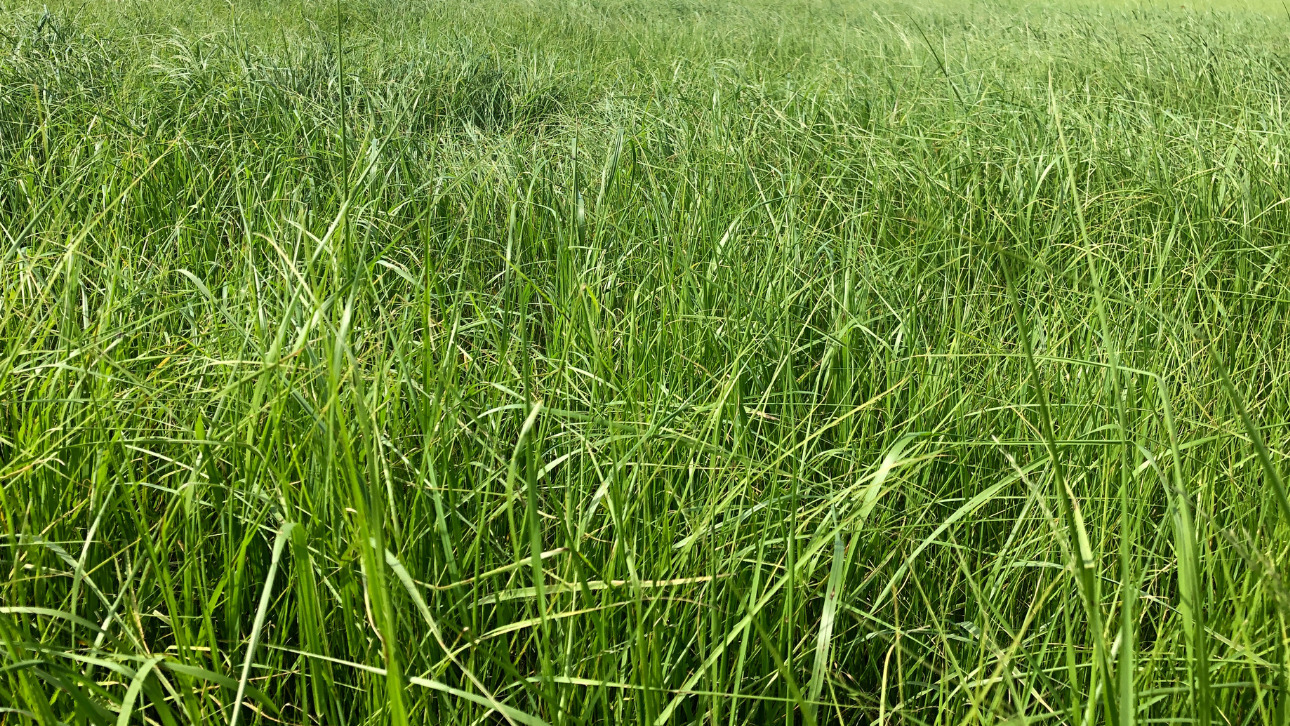 Teff Grass