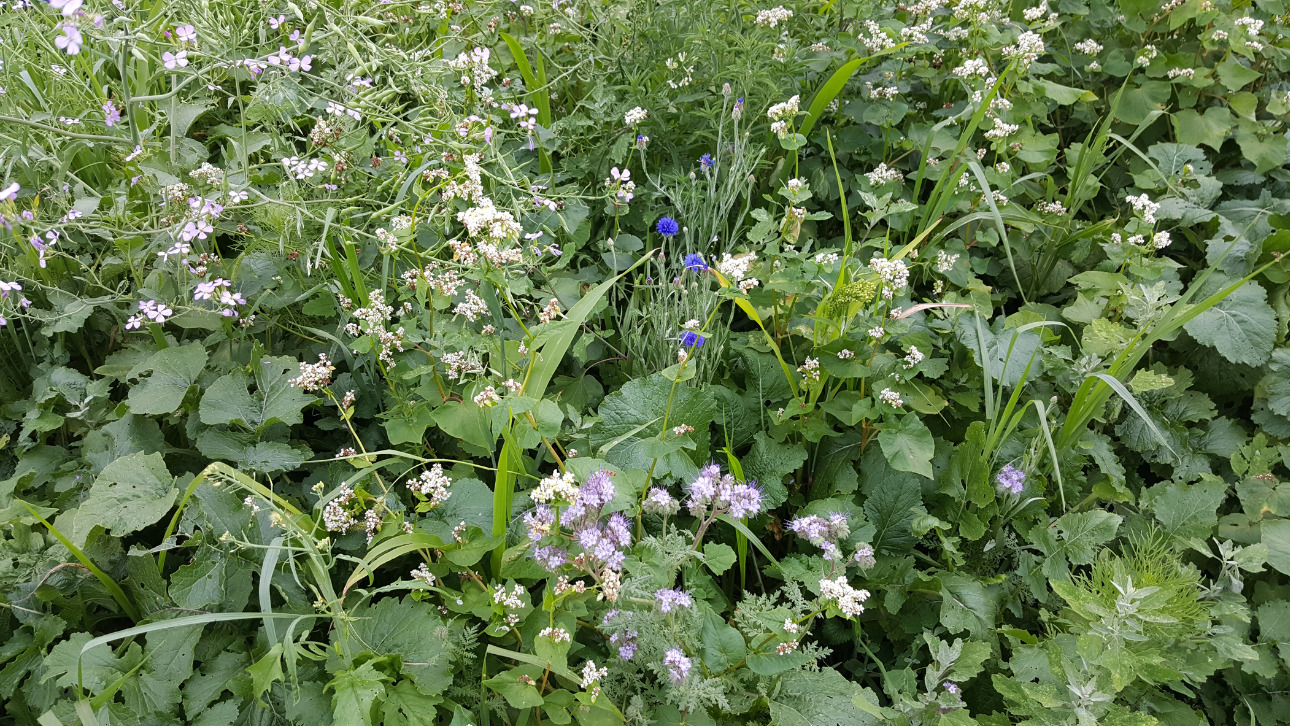 Final Flush Pheasant Cover Mix