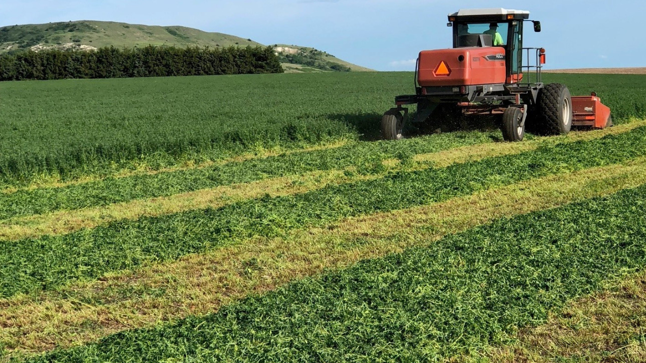 Cutting Alfalfa