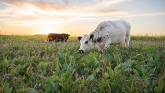 Is it time to graze my farm ground?