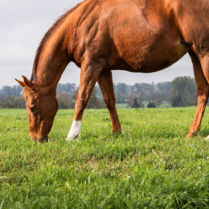 Planning a Diverse Horse Pasture