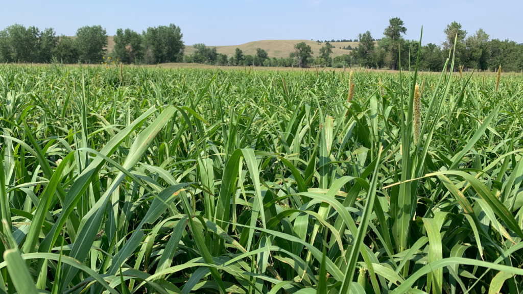 Altering forage plans for a dry spring - Renovo Seed