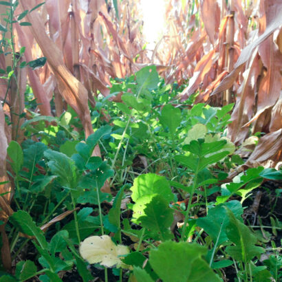 Cover Crops: A Fix For Your Waterlogged Acres