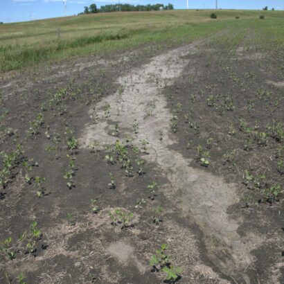 Catastrophic flooding requires diverse crop systems to maintain forage production and rebuild soil integrity