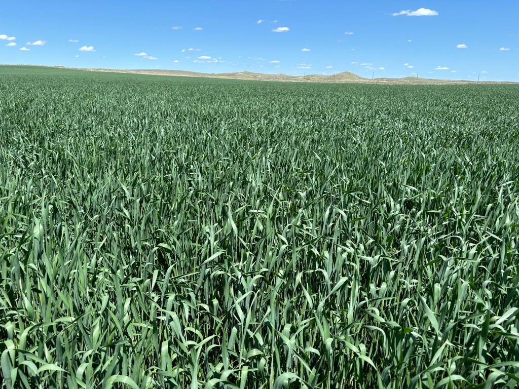 Killer Cover - Cover Crop Wheat - Renovo Seed