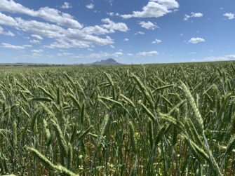 Trit-uh-kale or Trit-uh-kay-lee: The Triticale Controversy