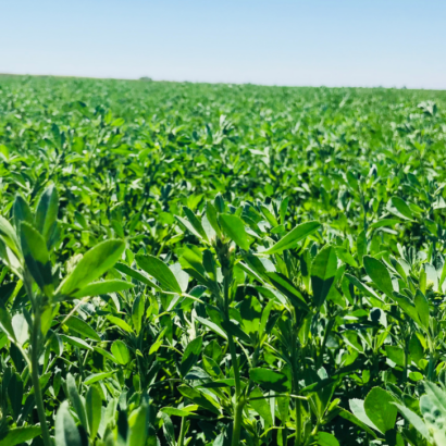 Renovo Seed® announces 2025 elite alfalfa lineup backed by extensive trials